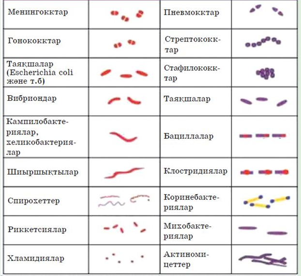 Бактериялардың түрлері